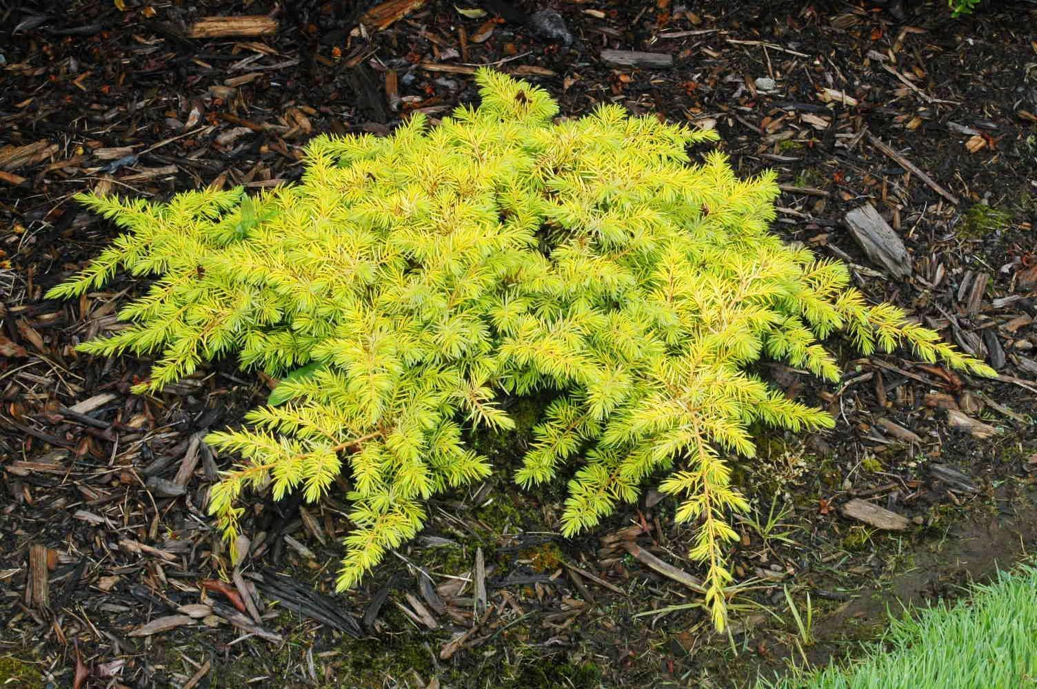 Juniperus rigida subsp. conferta 'All Gold'